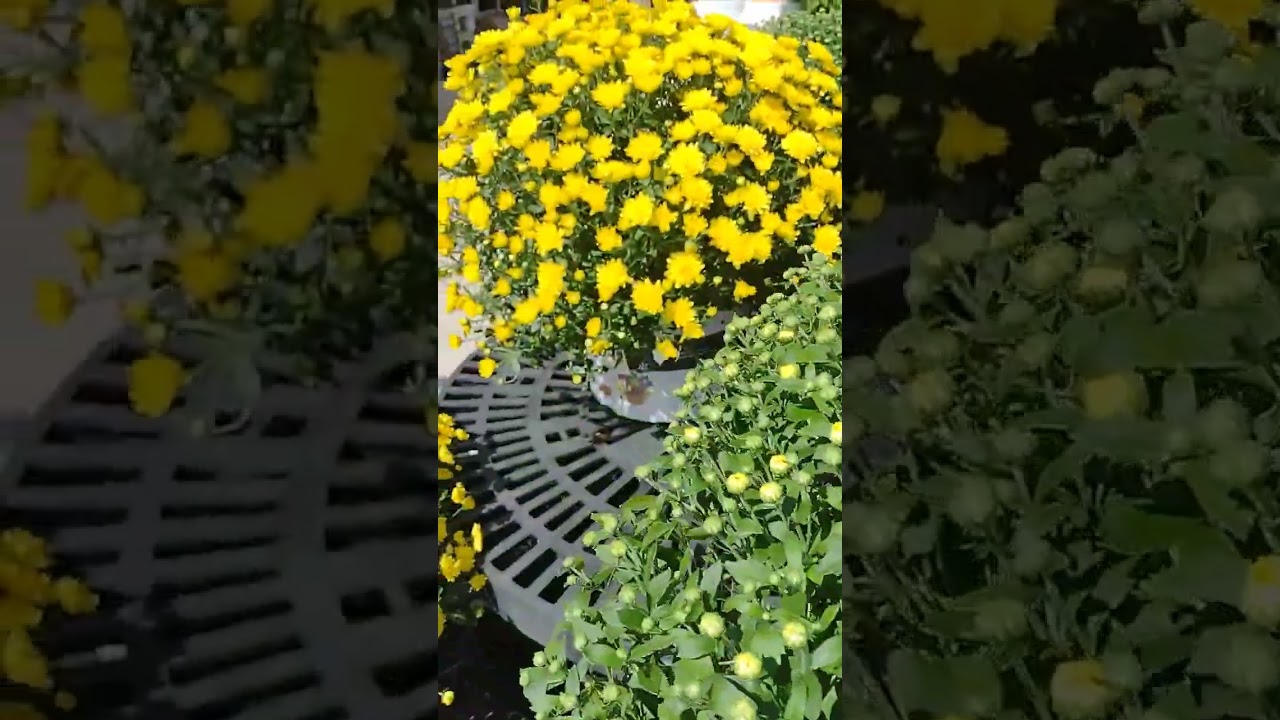 Beautiful yellow Mum.