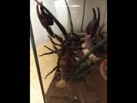 Video: Kaip Skorpionas Gauna Maisto?