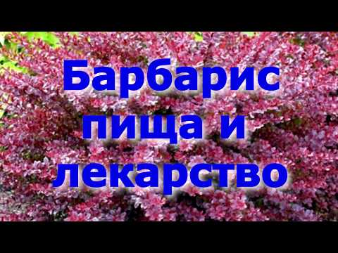 Барбарис как пища и лекарство.