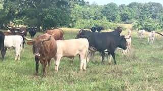 Corriente Cows Charolais calves running back with Charolais Bulls