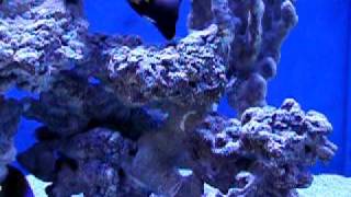 600G In-Wall Display