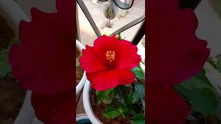 #flowers #lifetstyle #gerdening #gurugram