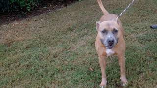 Meet Daffodil A Terrier American Staffordshire Currently Available For Adoption 10232019 12285