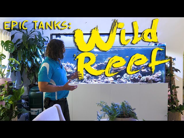 Epic Tanks: Wild Reef class=