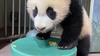 pandastory Xiao Qi Jis First Taste Of Applesauce