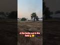 khet me Aag lag gayi 🔥😲@Haikal_vlogs12 #shorts #youtubeshorts