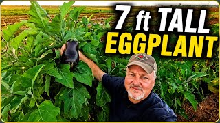 Can Eggplant Really Grow 7 Ft Tall?