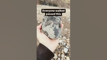 Fossil popped out of the Rock! 😳