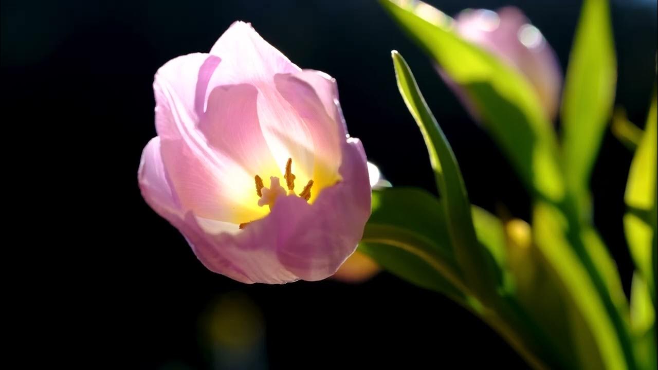 Please Flowers