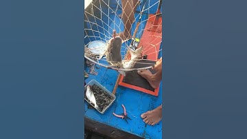 Cá Basa  5kg5 trên sông Tiền