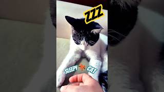 Download Lagu My sleepy cute Cat Fookie 🥹🐾💤 #shorts #catshorts #sleepycat #cutecat MP3
