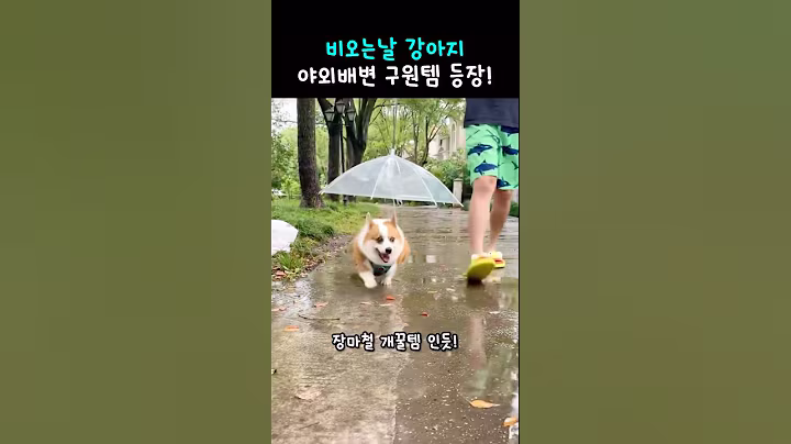 ☔️ 장마철 산책 걱정 끝! 🐶 강아지 장마용 산책 우산 #쿠팡추천템