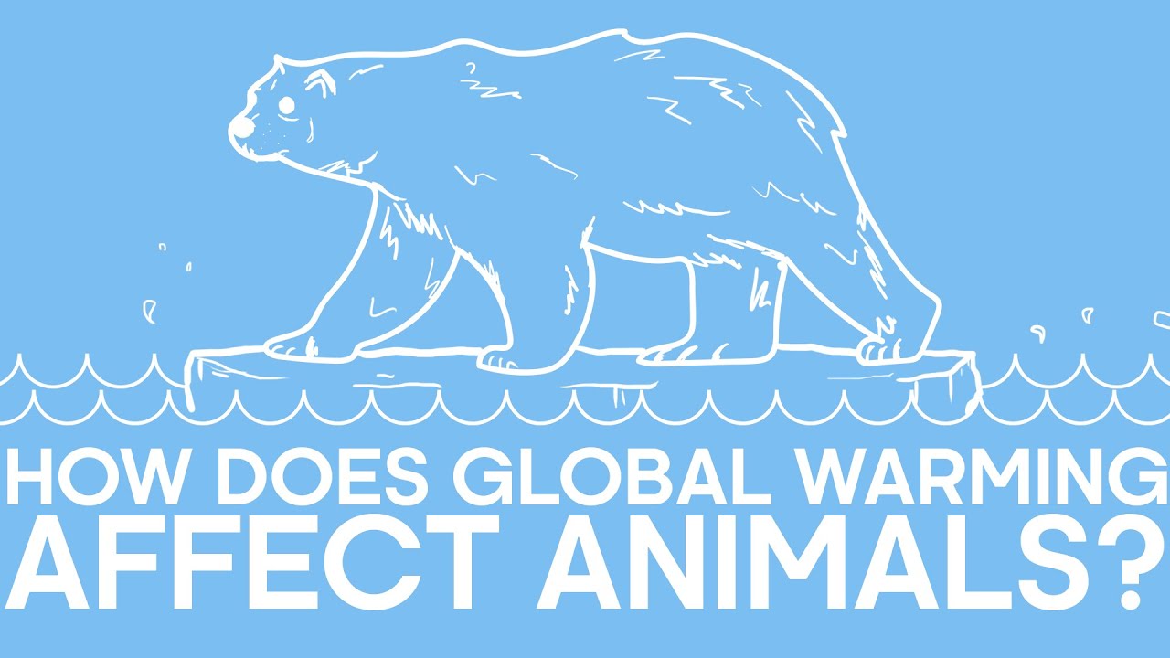 How Does Global Warming Affect Animals? | Earth Unplugged - YouTube