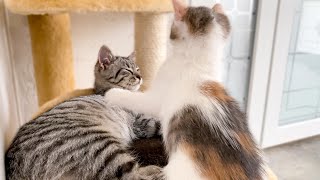 Funny Kitten Demands Attention from Sleepy Cat