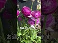 春の人気花 #ガーデニング #庭作業 #flowers #ラナンキュラス