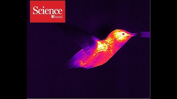 How hot hovering hummingbirds beat the heat with their feet