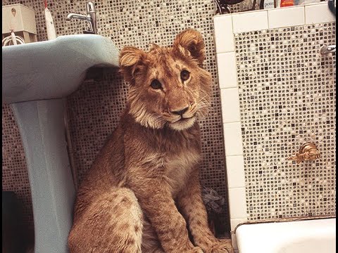 Christian the lion