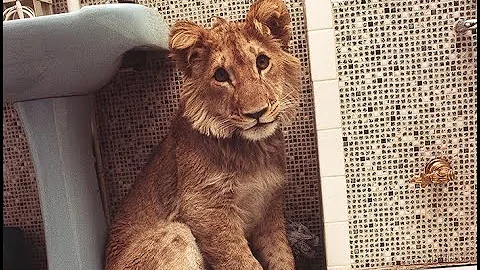 Christian the Lion: Original Viral Video