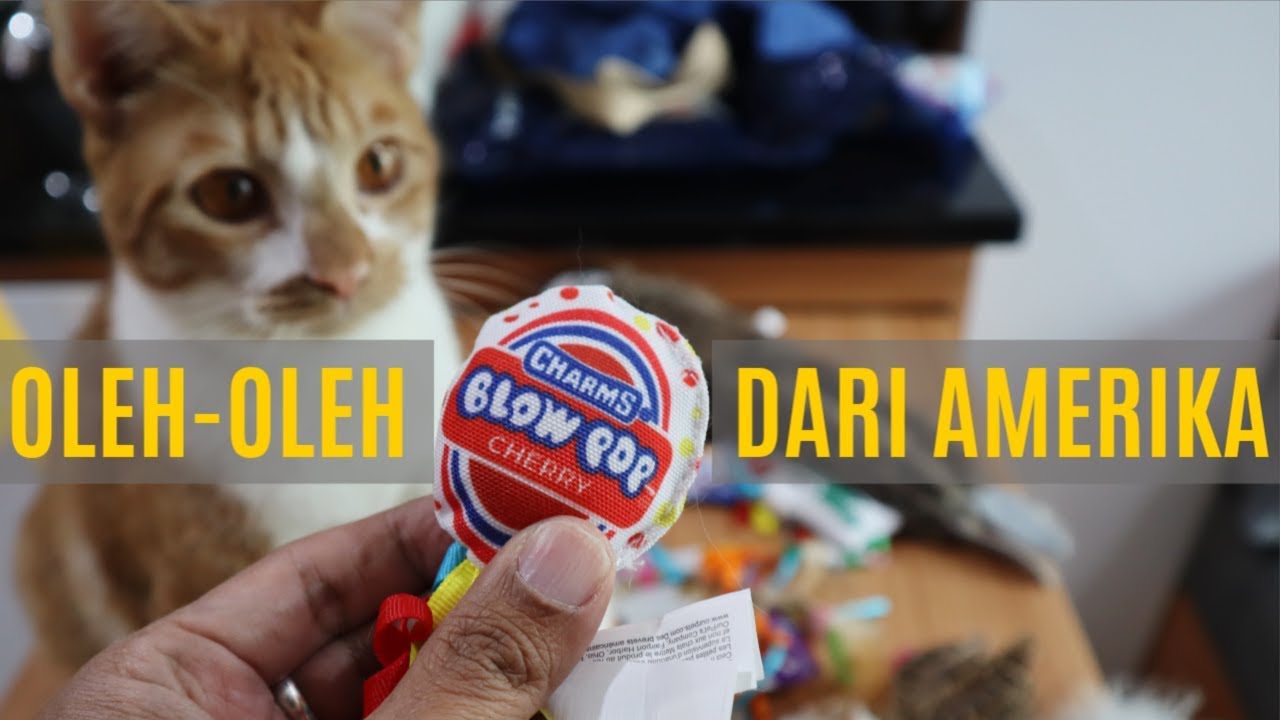 Oleh Oleh untuk Kucing - YouTube