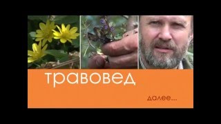 Травовед. Первоцветы. Рассказывает Моряков Сергей Викторович