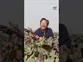 সুস্থ থাকতে বীটরুট খান