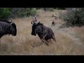 Hyena steals wild dog kill. Wild dog bites hyena from behind. Wildebeest bucks hyena.