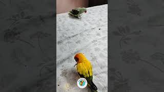 Sonu Monu | sun conure bird talking | sun conure | shorts | youtube shorts | @sonumonuparrots