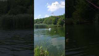 Balıkları Yüzerek Tutmak