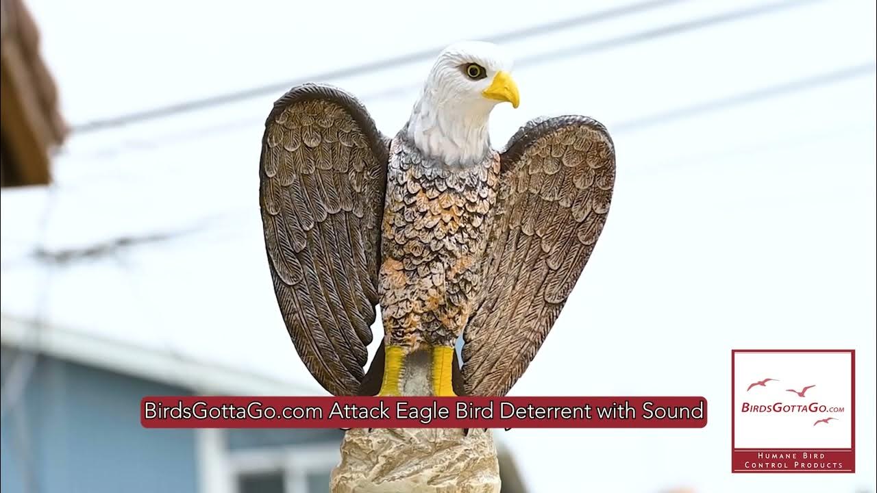 Rotating Attack Eagle Decoy with Distress & Predator calls