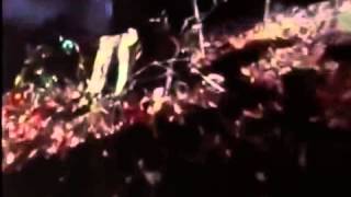 The Evil Dead Original Theatrical Trailer.mp4