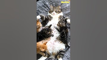 “Lazy Day with Mama Cat 😻” #cats #pets #shortvideo #fun