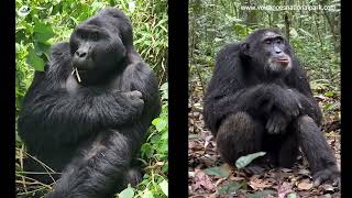 Mountain Gorilla And Chimpanzee Trekking- Difference Between Mountain Gorilla And Chimpanzee