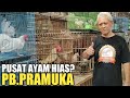 HARGA AYAM HIAS ! TERKUMPLIT AYAM HIAS DAN BURUNG DARA. PASAR BURUNG PRAMUKA,KIOS ANIS UBAN