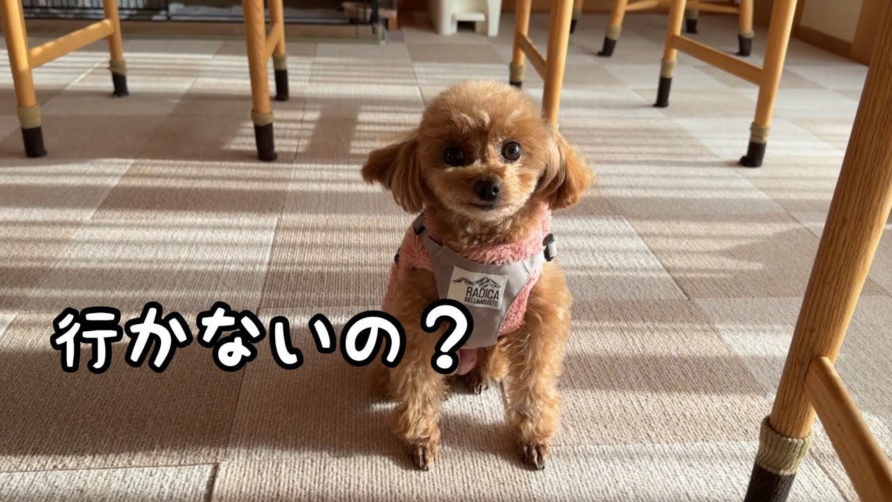 散歩なのにこの温度差、ママの時だけこうなります