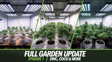 FULL Garden Update | Episode 1: 1LB Town, Coco vs DWC & Experiments! 🌱💧