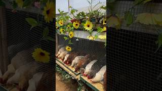 Feeding corn to chickens 🐔 #chickens #feeding #diyfun #diyhacks #smartpets #smartchicken #petfeeder