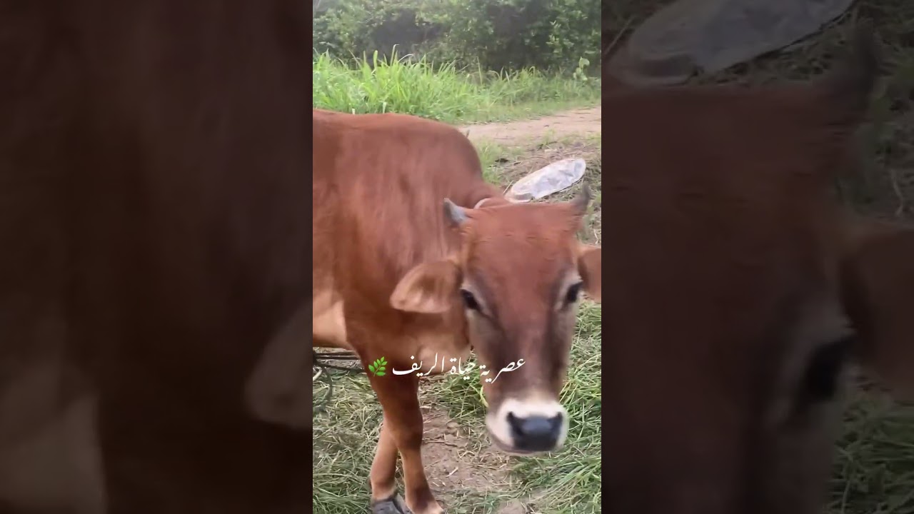 حياة الريف 🌿 سلطنة عُمان 🇴🇲 Rural life 🌿 Sultanate of Oman 🇴🇲