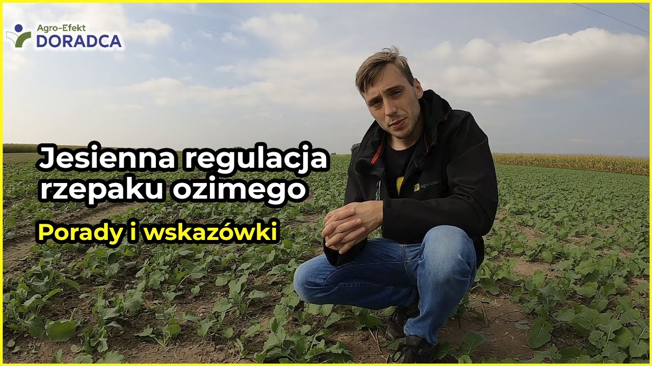 PORADNIK | Jesienna regulacja RZEPAKU OZIMEGO [28.09] 🌱 | Agro-Efekt