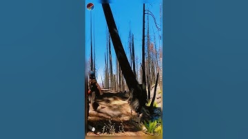 How loggers cut down large trees near houses  Do Not imitate #giant #tree #satisfying #asmr