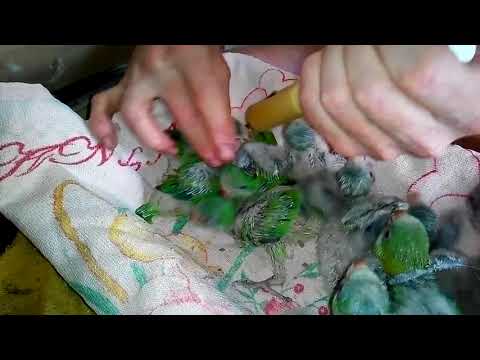 hand feeding Baby Quaker Parrots Time to Eat – Myiopsitta monachus