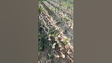 Devastated by the Fall Army Worm #shorts