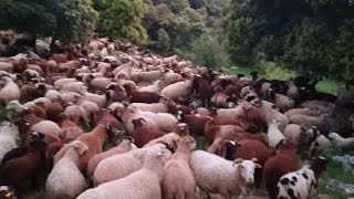 Romania 🇷🇴 Sheep Farming 🐑🐑