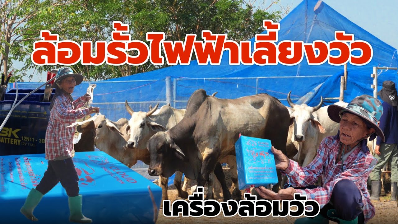 Даже при разведении скота на открытых полях вам все равно понадобится электрический забор, чтобы ...