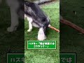 ハスキー見て癒されたら寝ろwww #動物 #犬 #2ch動物スレ