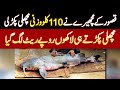 Kasur Ke Fisherman Ne Satluj River Se 110 KG Heavy Fish Pakar Li - Laakhon Rupees Rate Lag Gaya