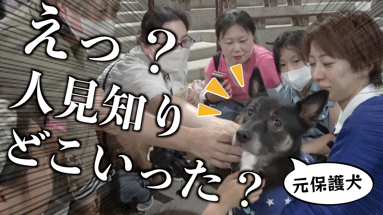 人が近寄ると ンチを漏らしてビビっていた元保護犬がプロの手で奇跡のふれあい犬に - YouTube