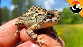 Toadally Grumpy And Poisonous Toad!