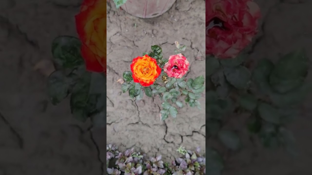 Seven different colour rose in one plant