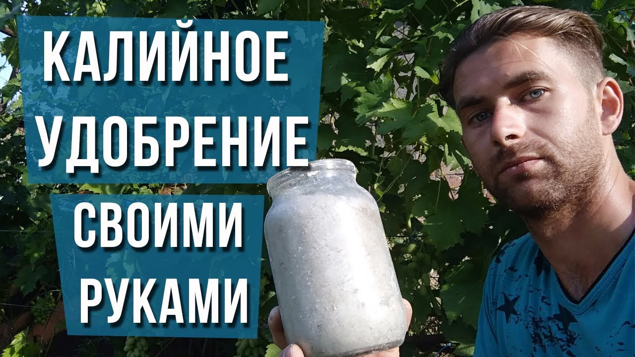 Чем удобрять калину