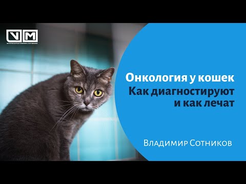 Видео: Лимфом при котки